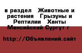  в раздел : Животные и растения » Грызуны и Рептилии . Ханты-Мансийский,Сургут г.